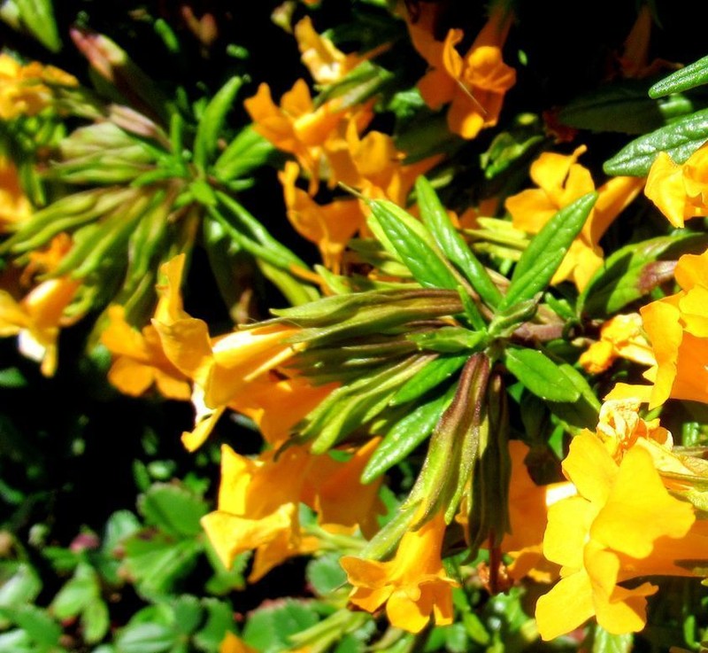 Orange Bush Monkeyflower photo 8