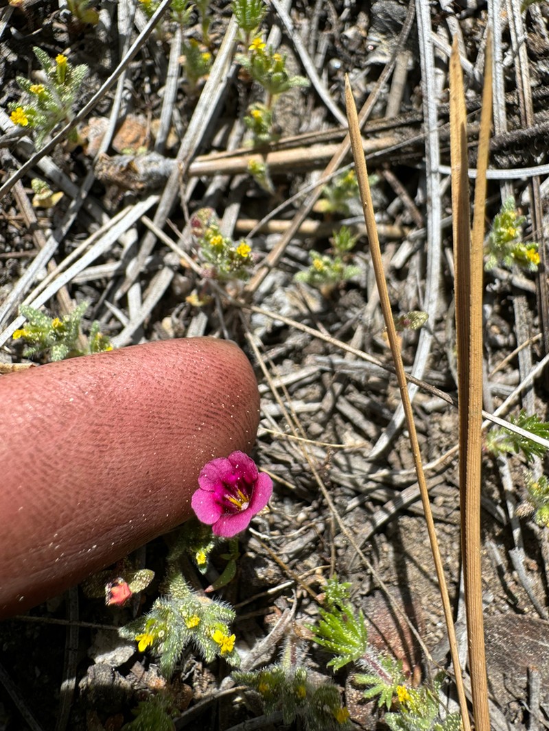 Harlequin Monkeyflower