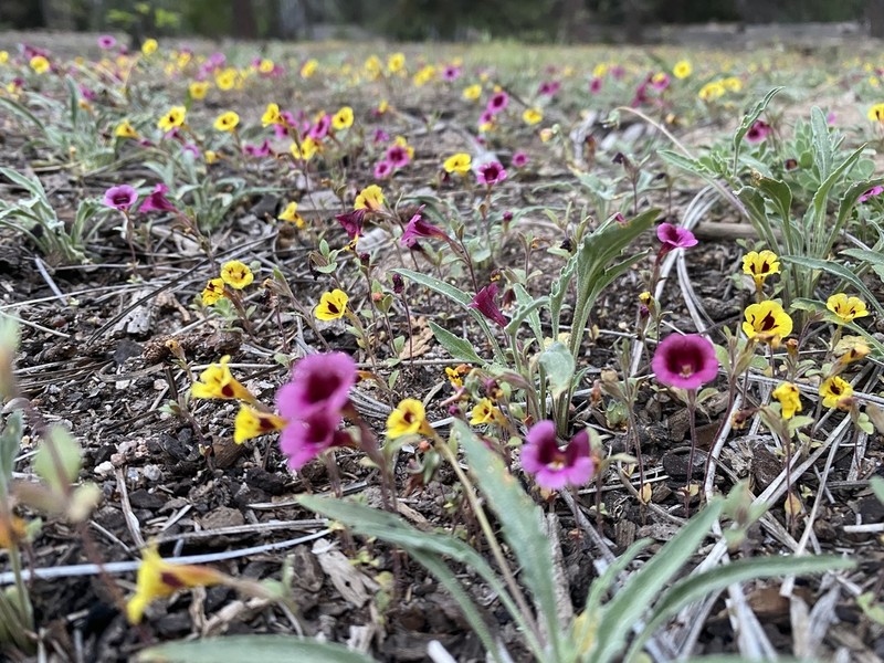 Harlequin Monkeyflower photo 2