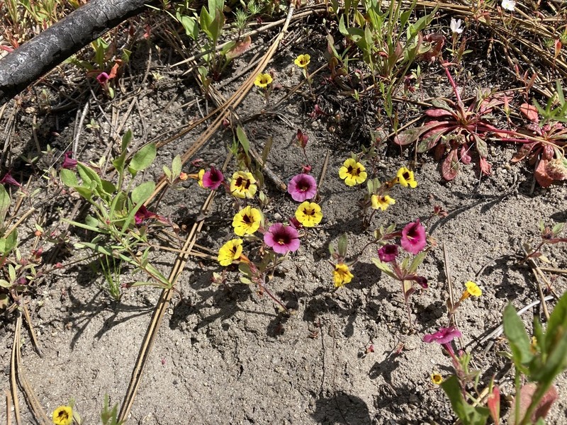 Harlequin Monkeyflower photo 3
