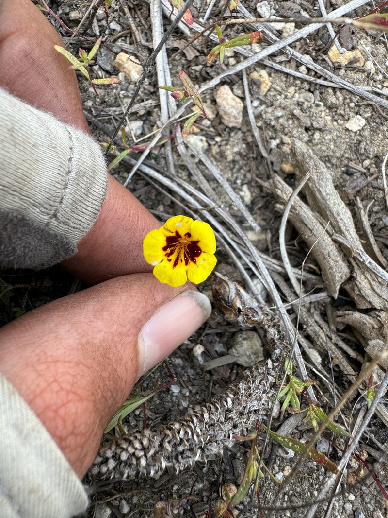 Harlequin Monkeyflower photo 5
