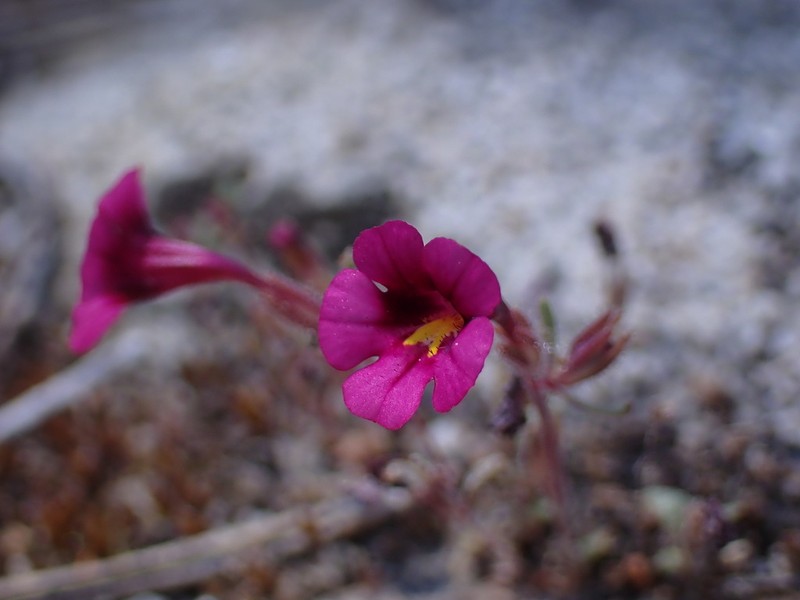 Harlequin Monkeyflower photo 6