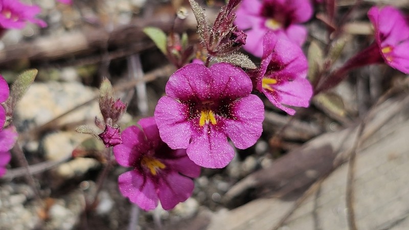 Harlequin Monkeyflower photo 7
