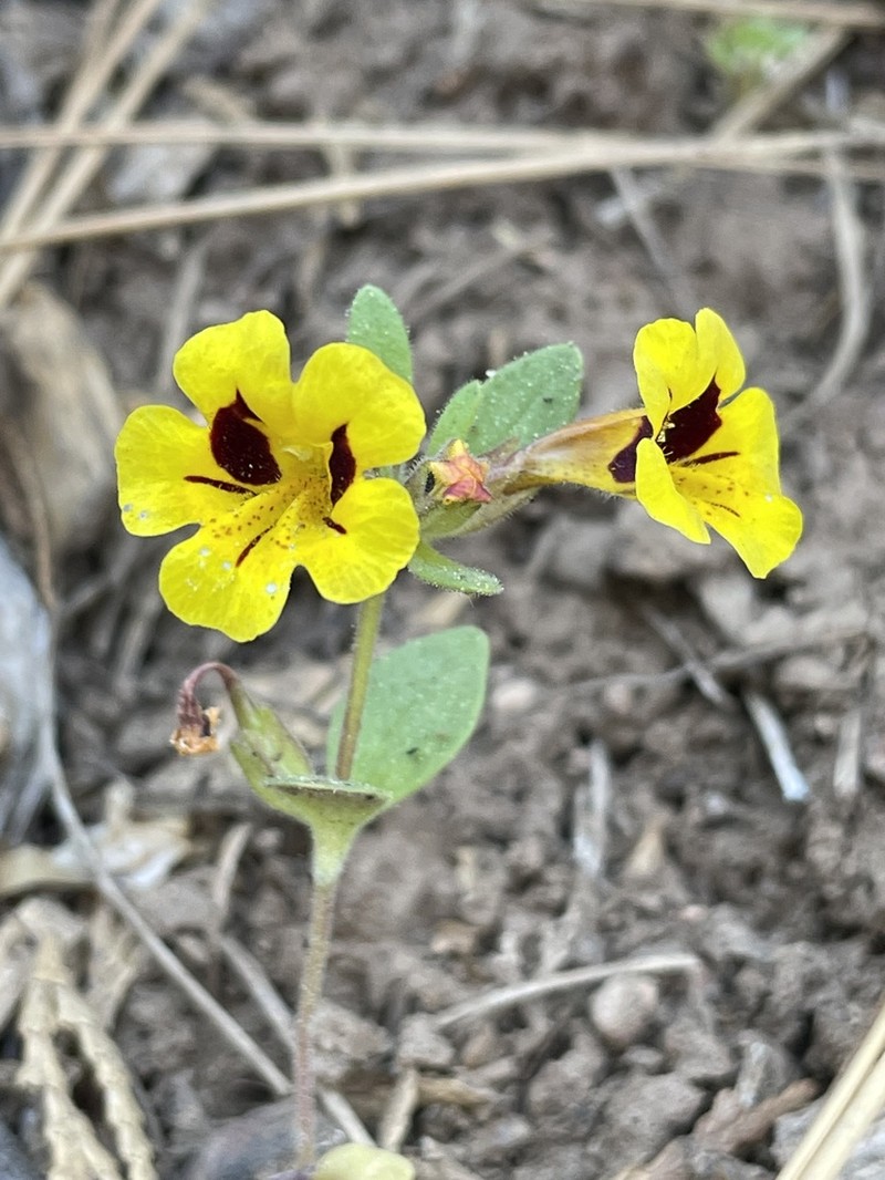 Harlequin Monkeyflower photo 8