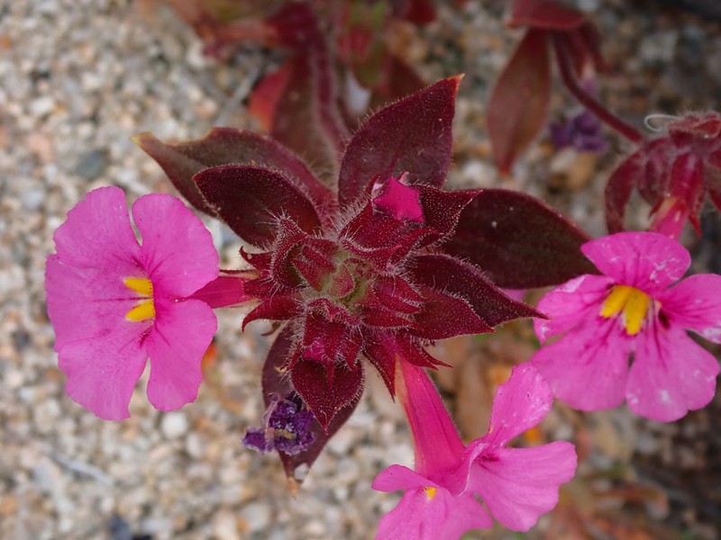 Bigelow's Monkeyflower