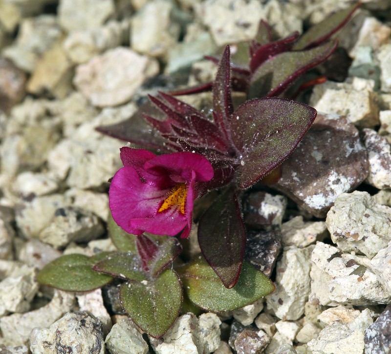 Bigelow's Monkeyflower photo 2
