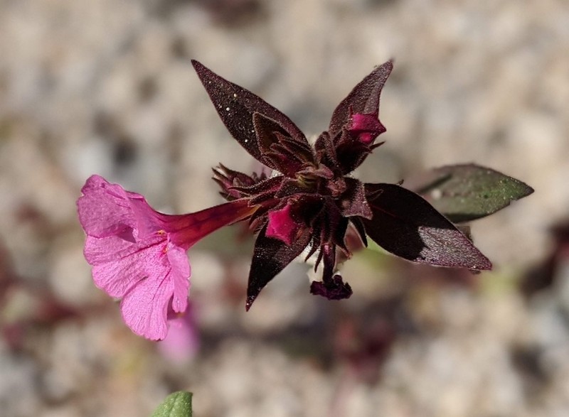 Bigelow's Monkeyflower photo 3