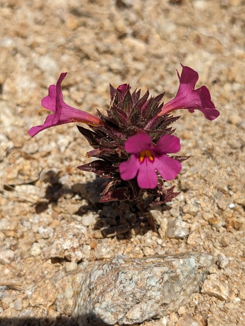 Bigelow's Monkeyflower photo 4