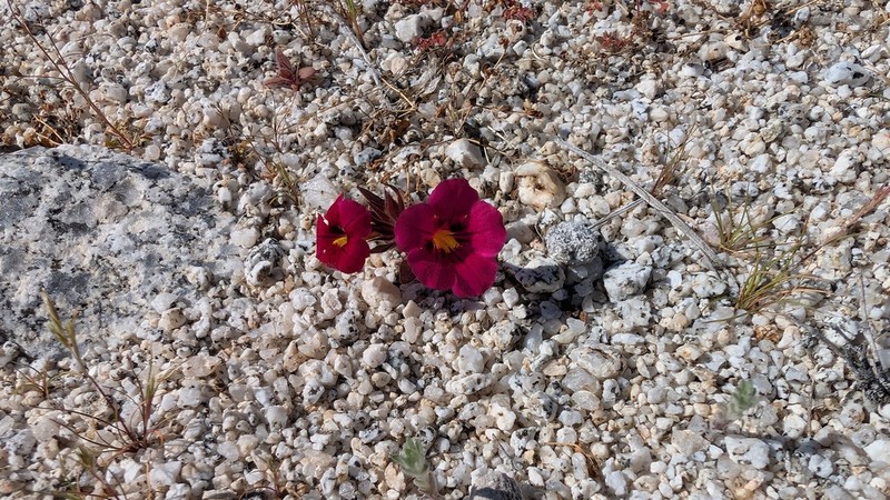 Bigelow's Monkeyflower photo 5