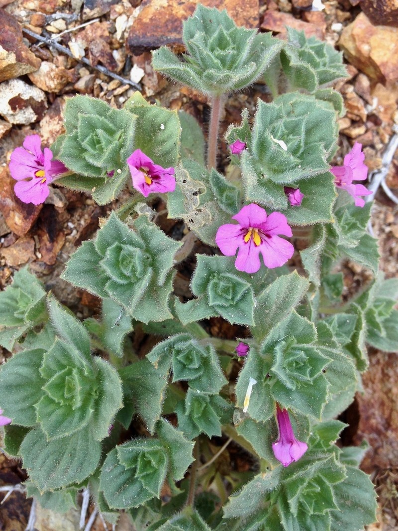 Bigelow's Monkeyflower photo 6