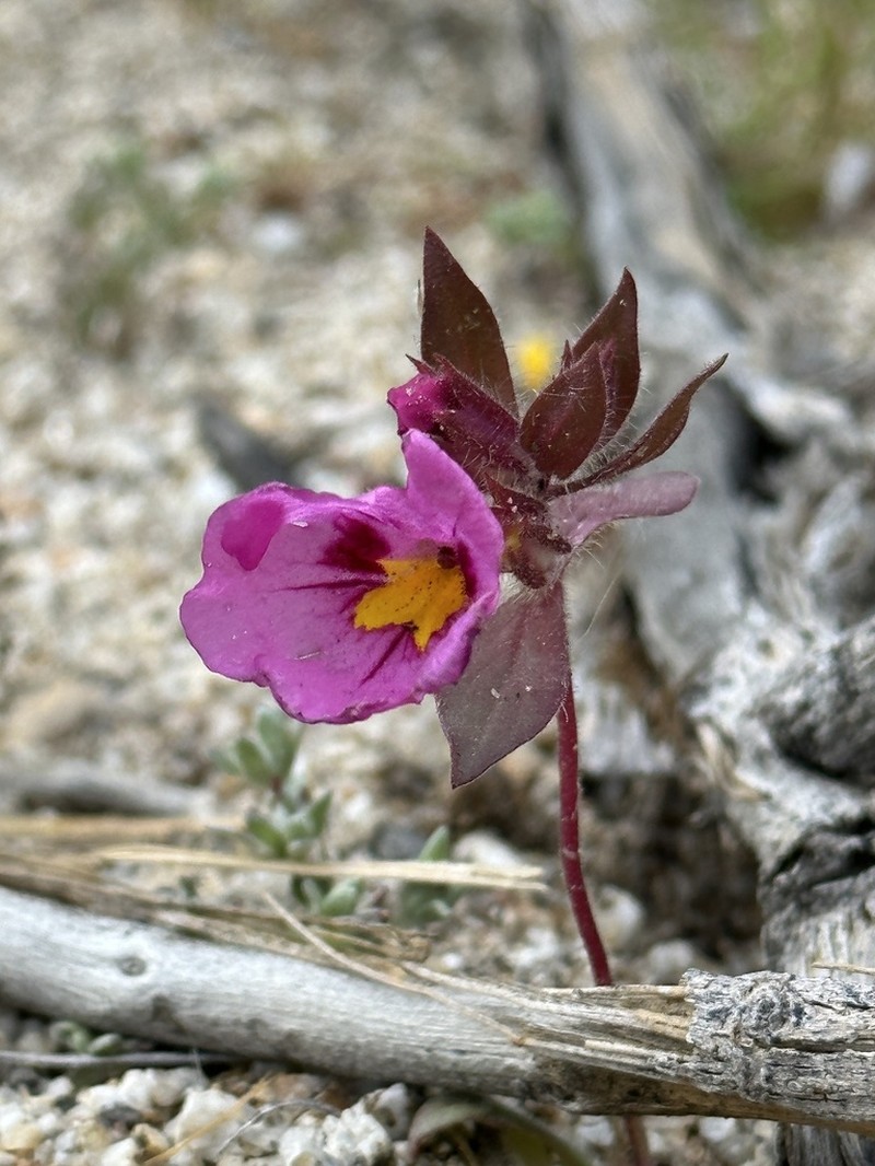 Bigelow's Monkeyflower photo 7