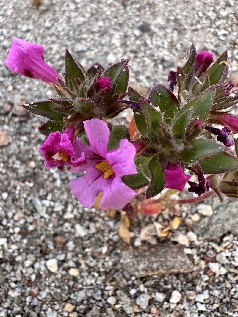 Bigelow's Monkeyflower photo 8