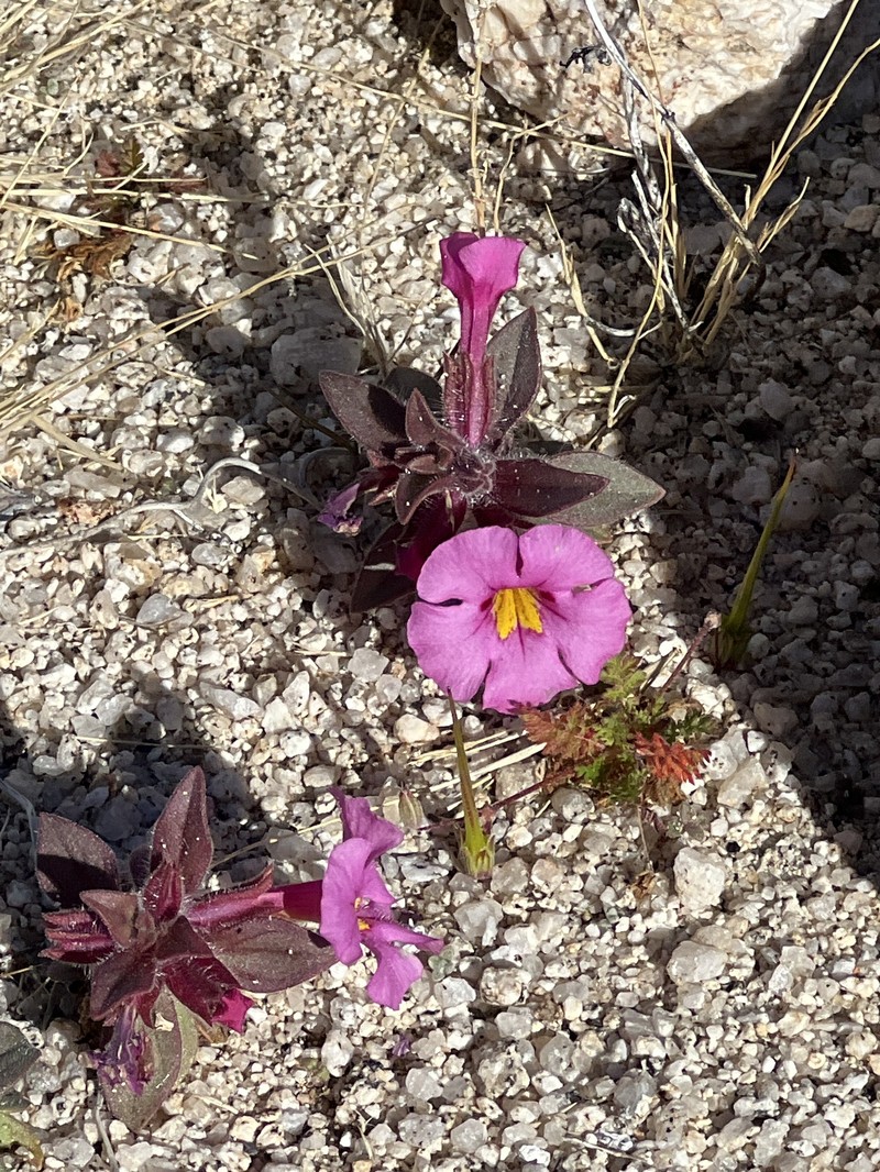 Diplacus bigelovii var. bigelovii