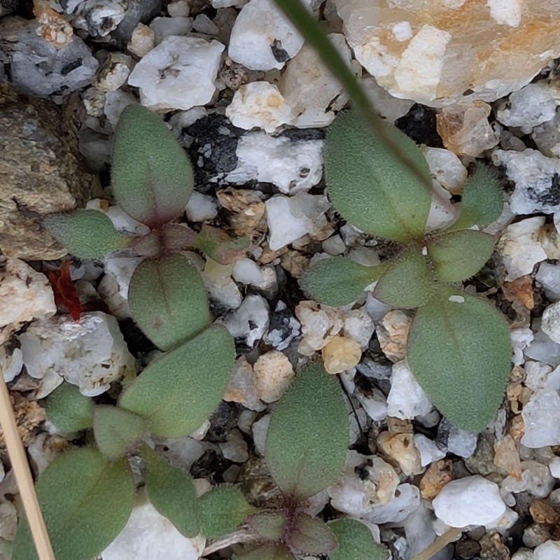 Diplacus bigelovii var. bigelovii photo 2