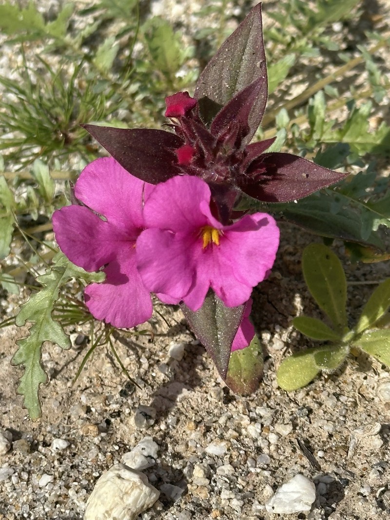 Diplacus bigelovii var. bigelovii photo 6
