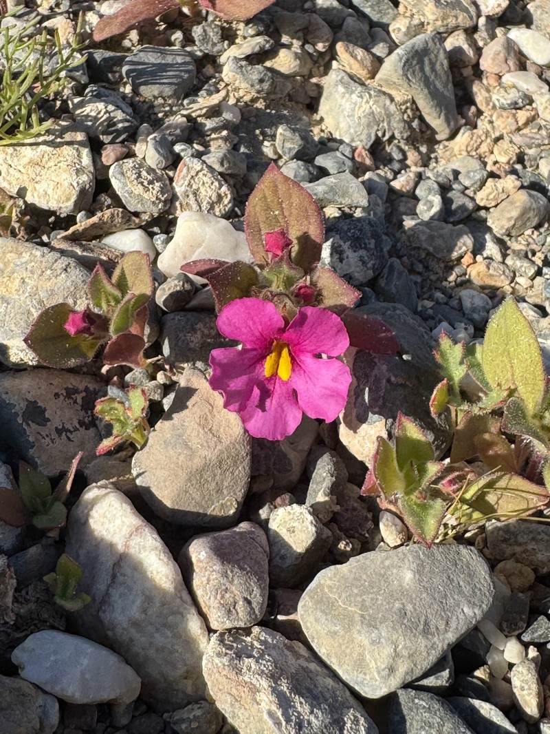 Compact Monkeyflower