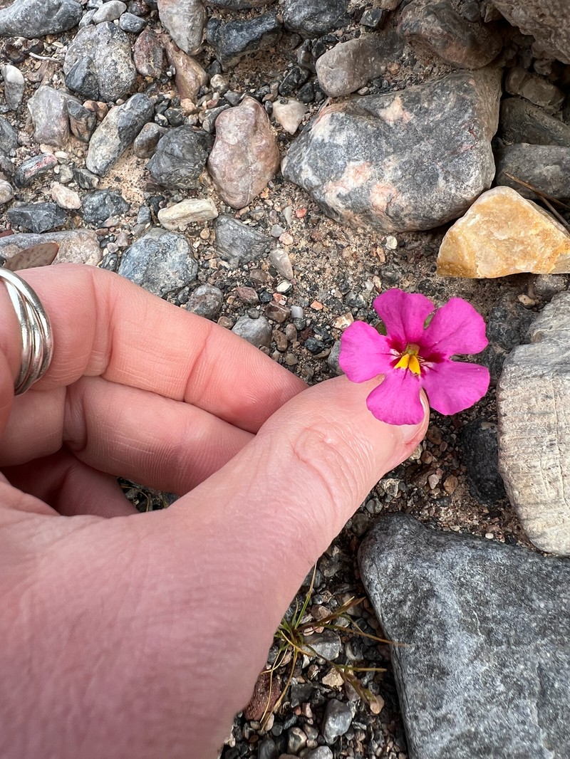 Compact Monkeyflower photo 2