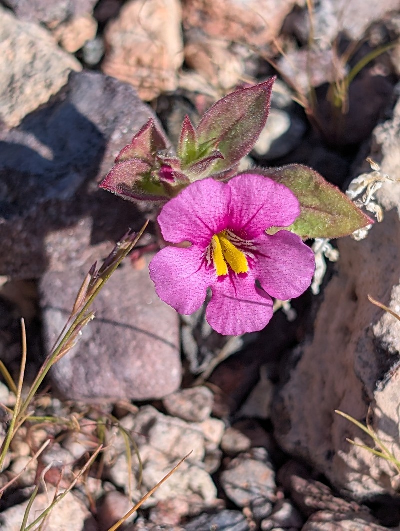 Compact Monkeyflower photo 3