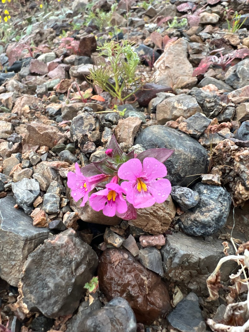Compact Monkeyflower photo 4