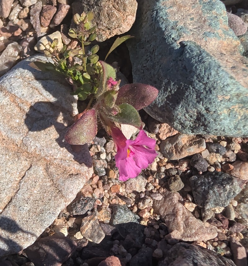 Compact Monkeyflower photo 5