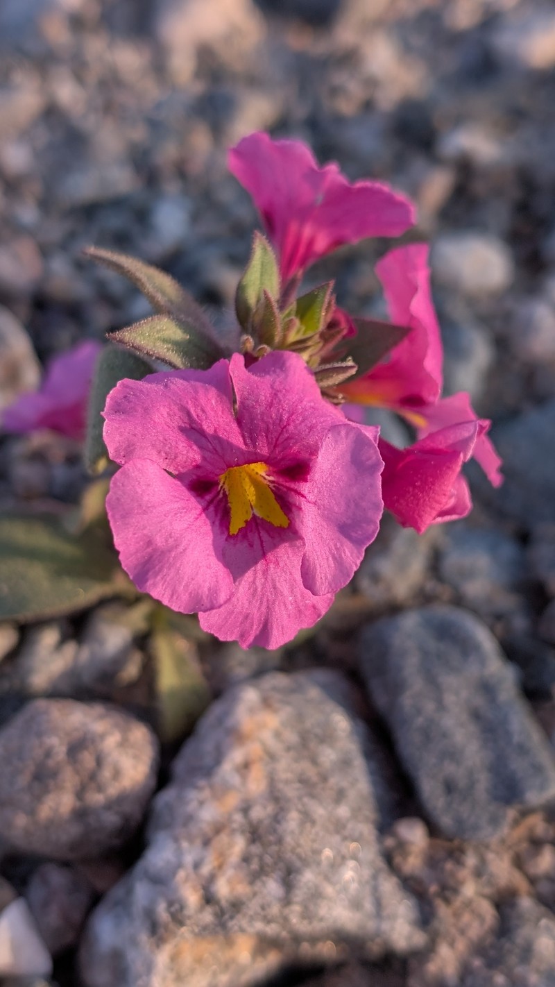 Compact Monkeyflower photo 6