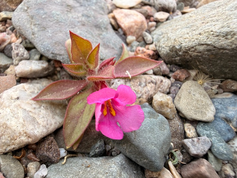 Compact Monkeyflower photo 7