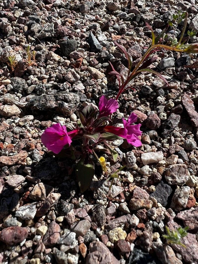 Compact Monkeyflower photo 8