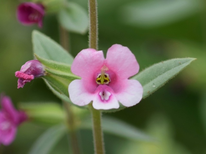 Bolander's Monkeyflower photo 3