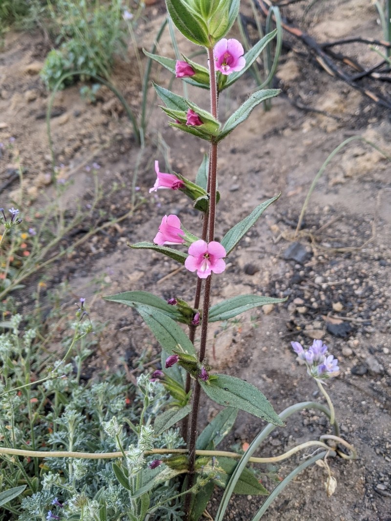 Bolander's Monkeyflower photo 7