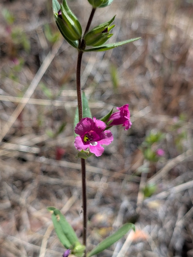 Widethroat Pink Monkeyflower