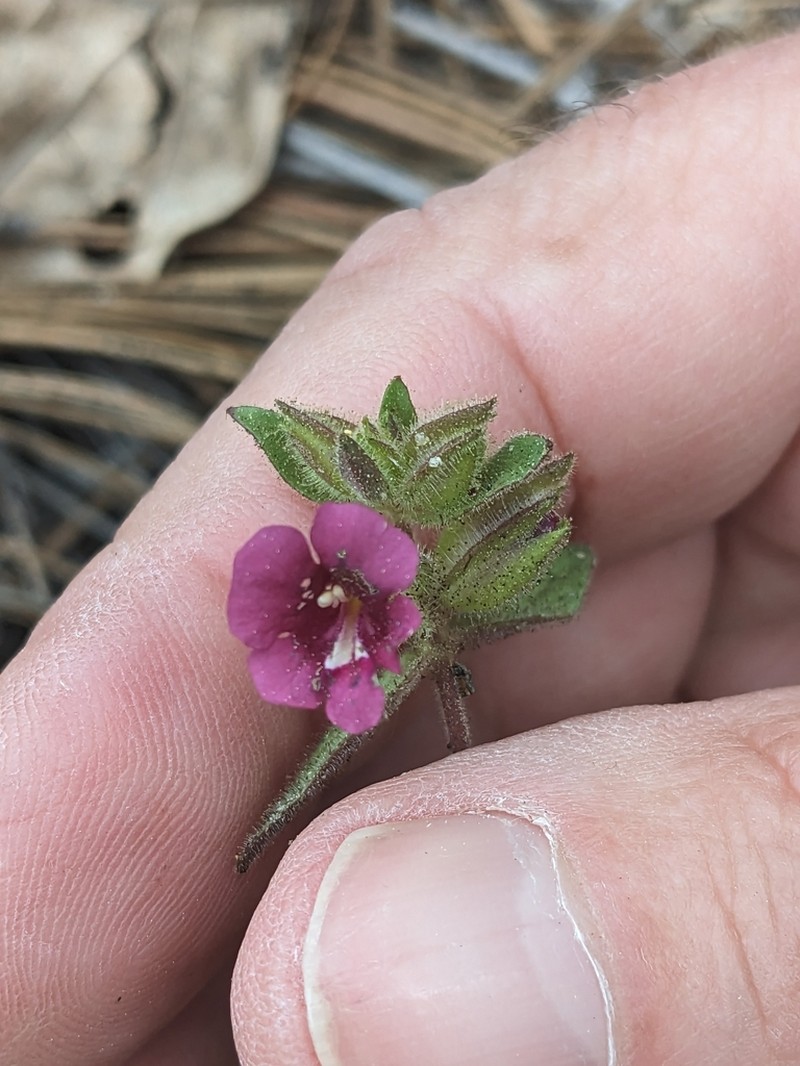 Widethroat Pink Monkeyflower photo 2