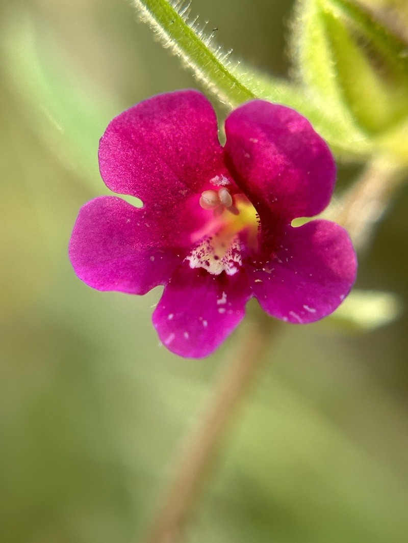 Widethroat Pink Monkeyflower photo 4