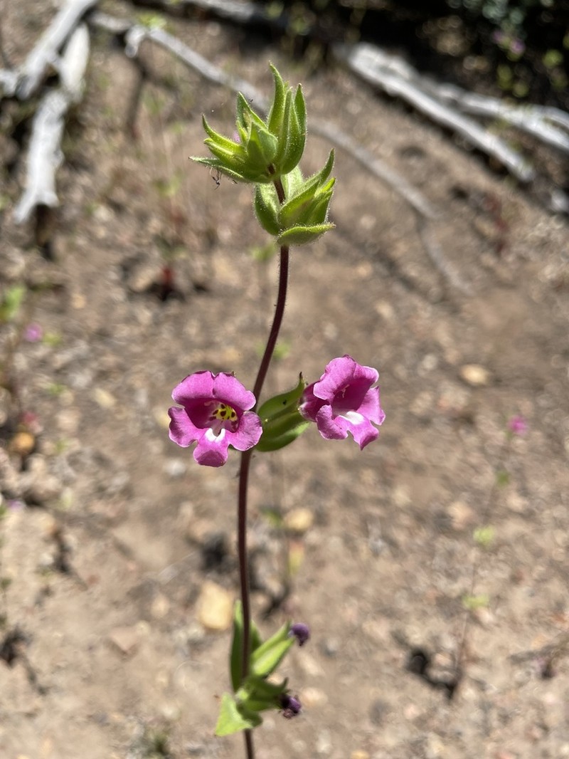 Widethroat Pink Monkeyflower photo 5