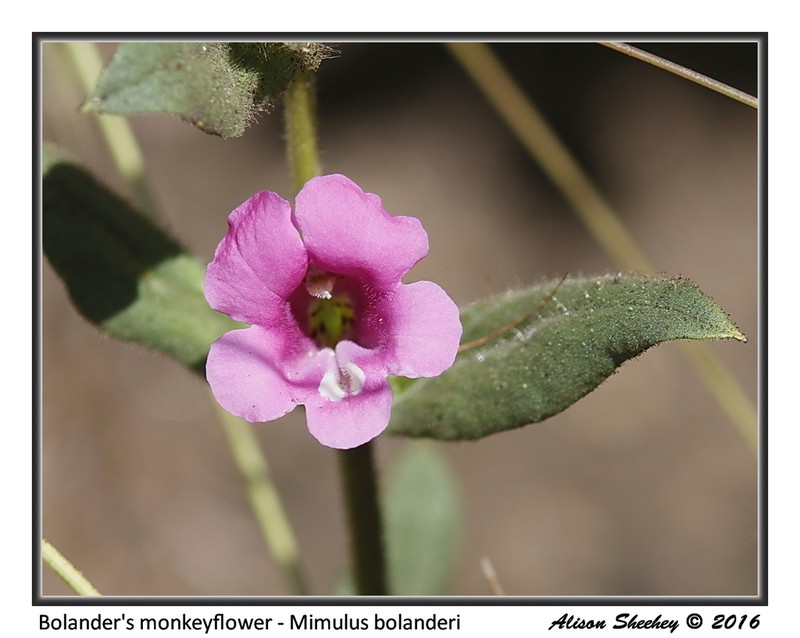 Widethroat Pink Monkeyflower photo 6