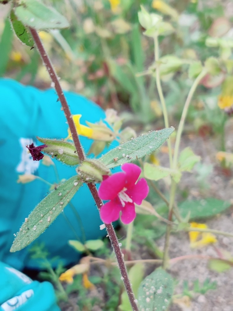Widethroat Pink Monkeyflower photo 8