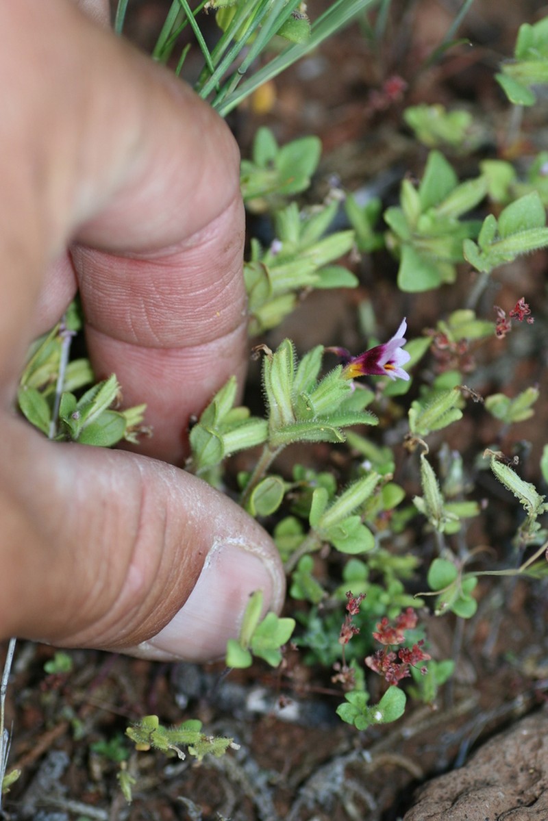 Santa Cruz Island Monkeyflower photo 3