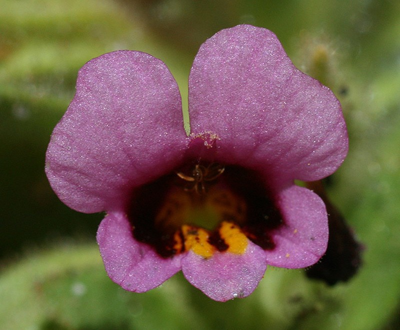 Broadleaf Monkeyflower