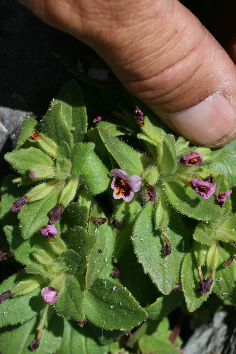 Broadleaf Monkeyflower photo 2