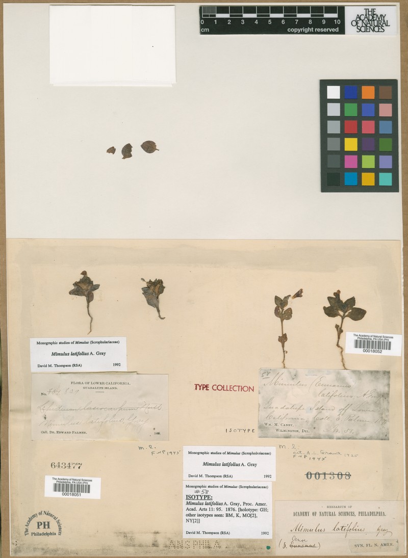 Broadleaf Monkeyflower photo 4