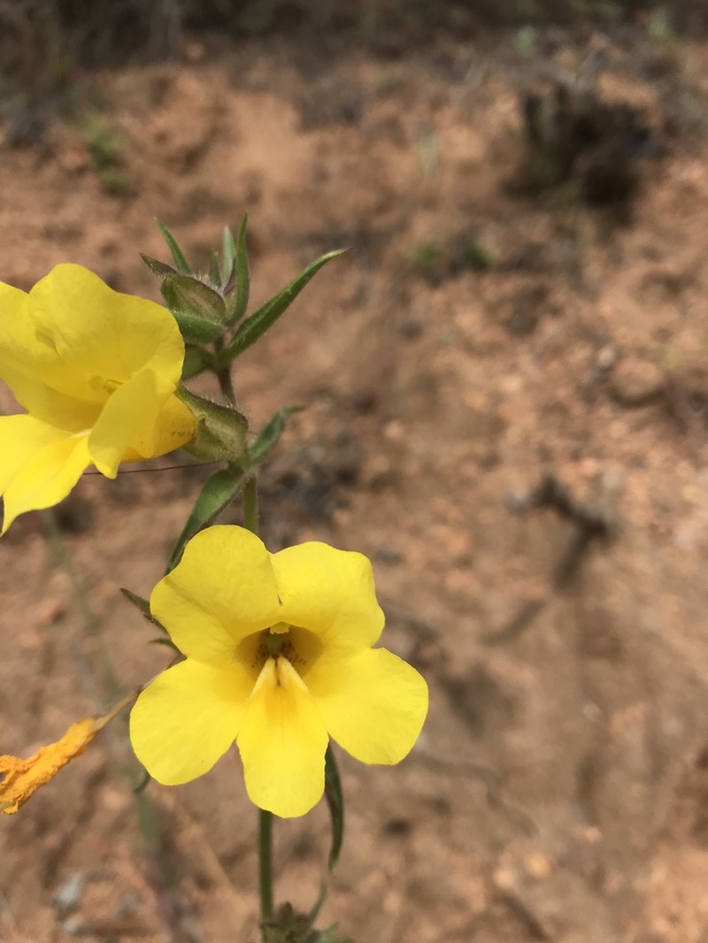 Widethroat Yellow Monkeyflower