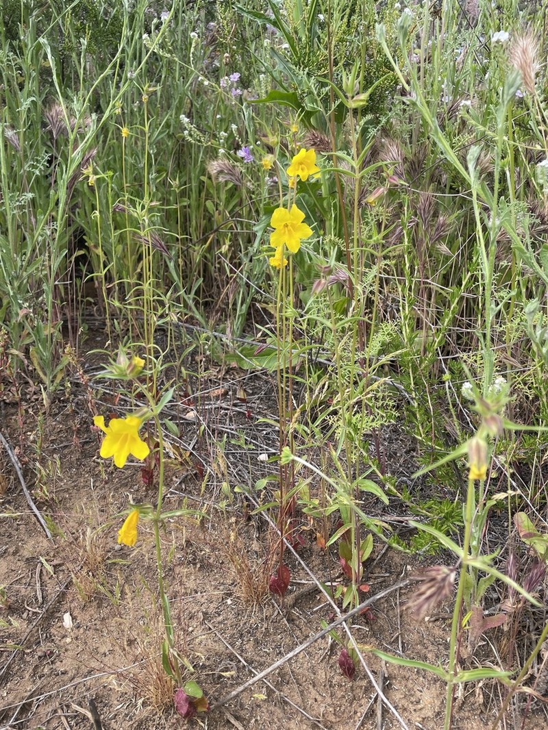 Widethroat Yellow Monkeyflower photo 2