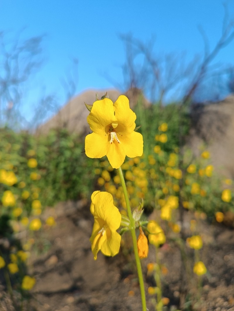 Widethroat Yellow Monkeyflower photo 3