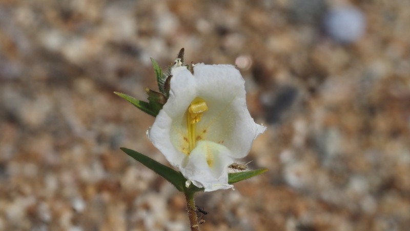 Widethroat Yellow Monkeyflower photo 4