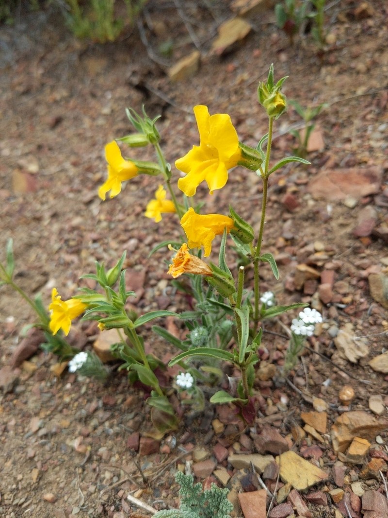 Widethroat Yellow Monkeyflower photo 5