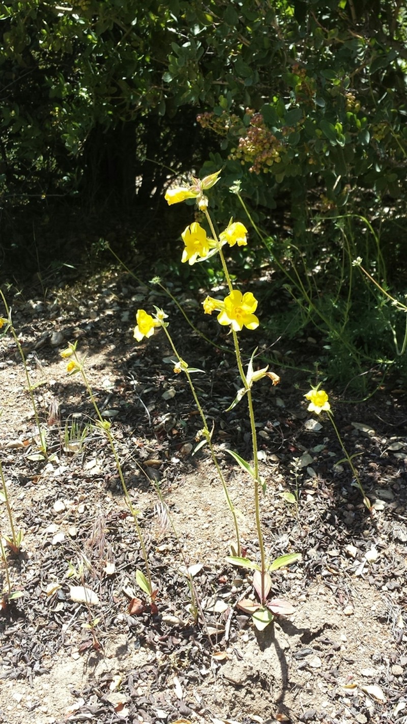 Widethroat Yellow Monkeyflower photo 6