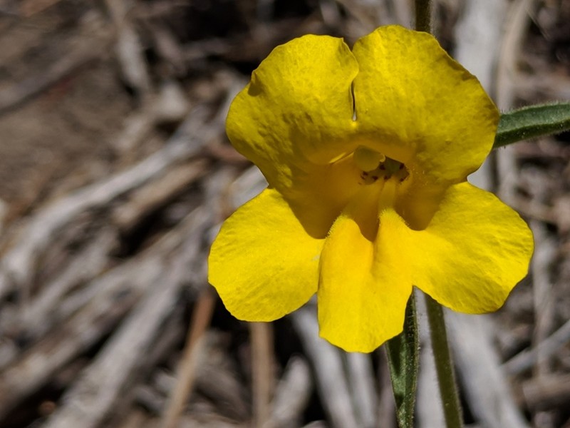 Widethroat Yellow Monkeyflower photo 7
