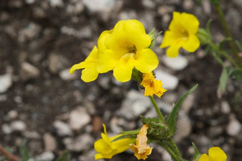 Widethroat Yellow Monkeyflower photo 8