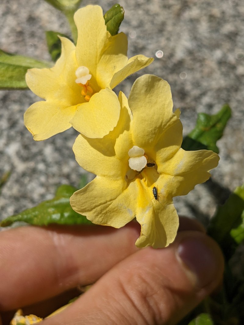 Kaweah River Bush Monkeyflower
