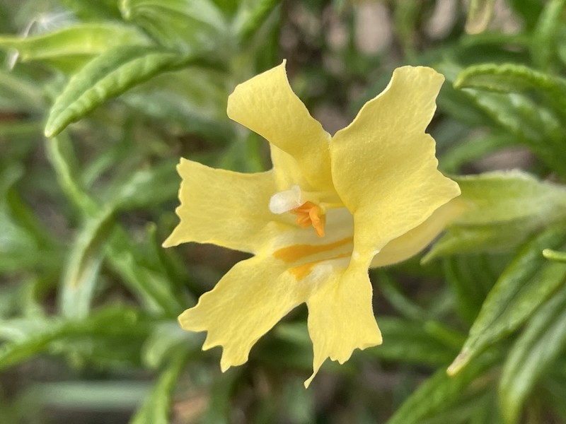 Kaweah River Bush Monkeyflower