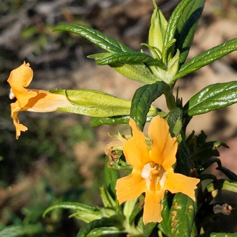 Kaweah River Bush Monkeyflower photo 2